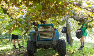 Regenerative farming in New Zealand